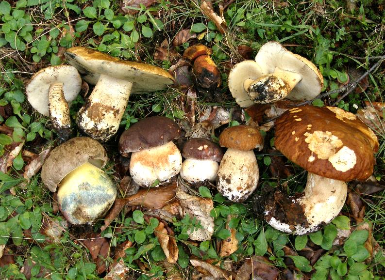 Un quiz ...facile....Boletus