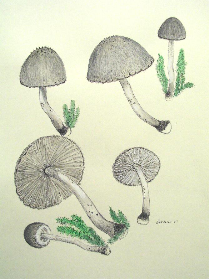 Psathyrella hirtosquamulosa   (Peck)   A. H. Smith