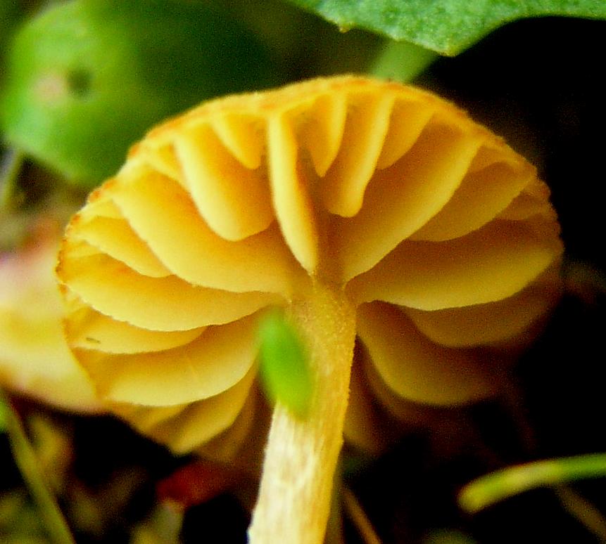 Galerina calabrese n1 -2008