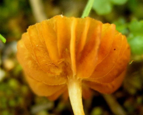 Galerina calabrese n1 -2008