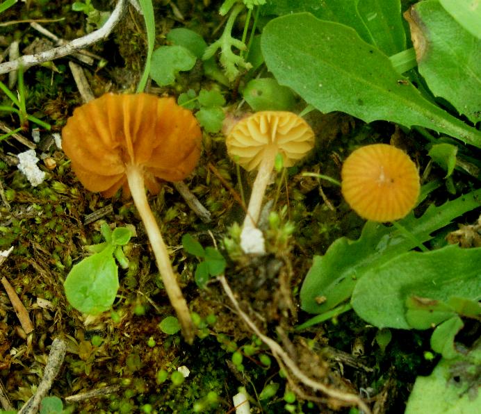 Galerina calabrese n1 -2008