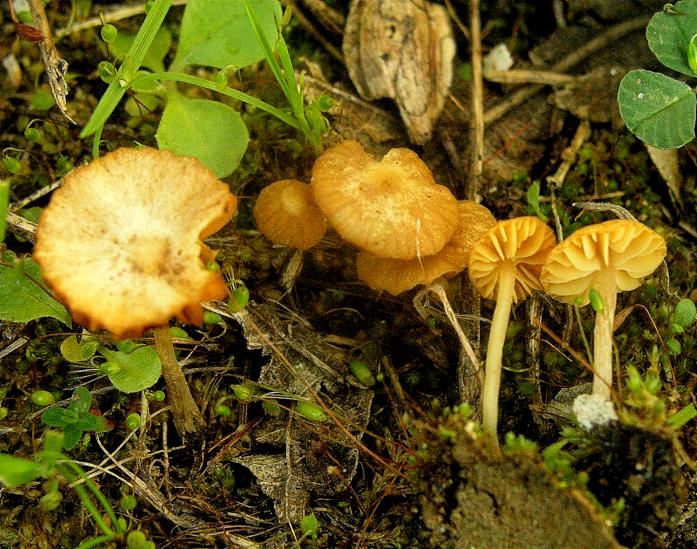 Galerina calabrese n1 -2008