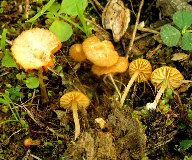 Galerina calabrese n1 -2008