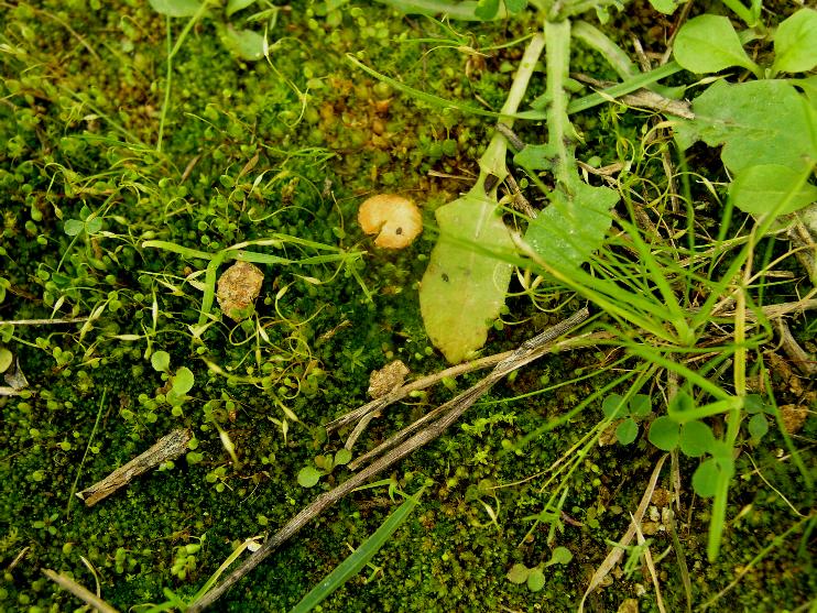 Galerina calabrese n1 -2008