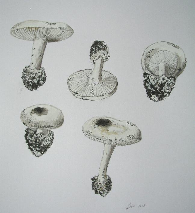 Amanita curtipes