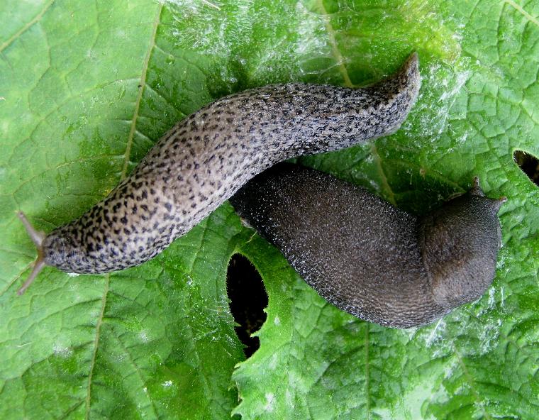 Limax sp. n. da Cosenza (CS)