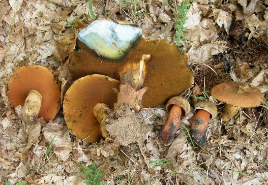 Un quiz ...facile....Boletus