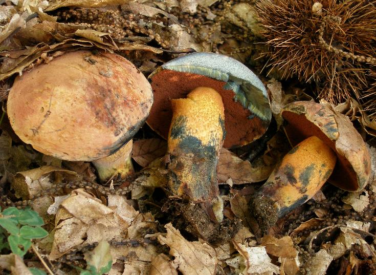 Un quiz ...facile....Boletus