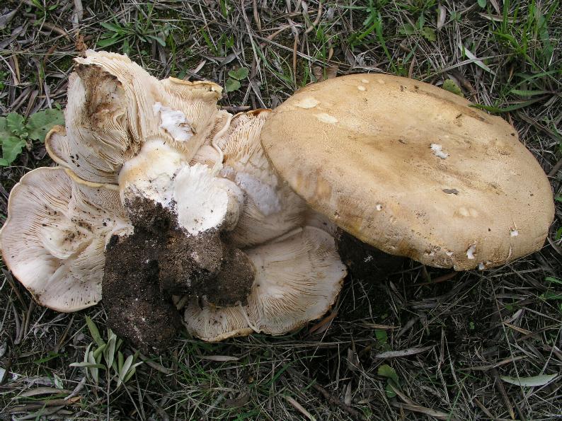 Leucopaxillus....macrocephalus