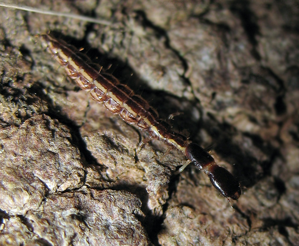 Raphidioptera larva (Xanthostigma corsicum)