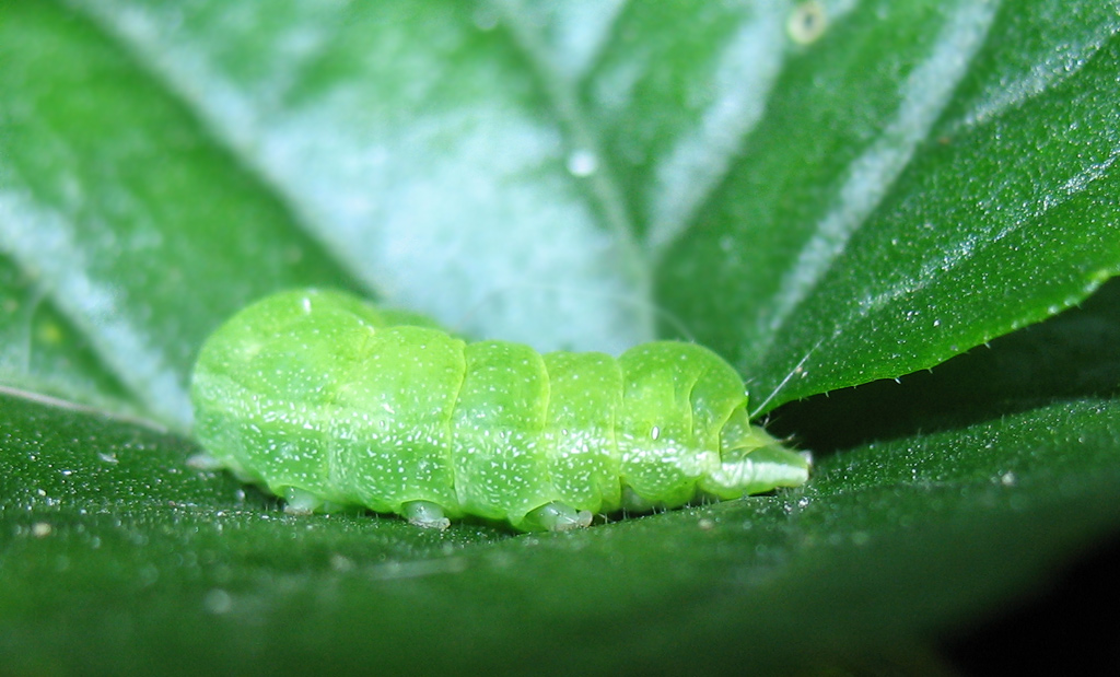 Bruco verde su Viola riviniana