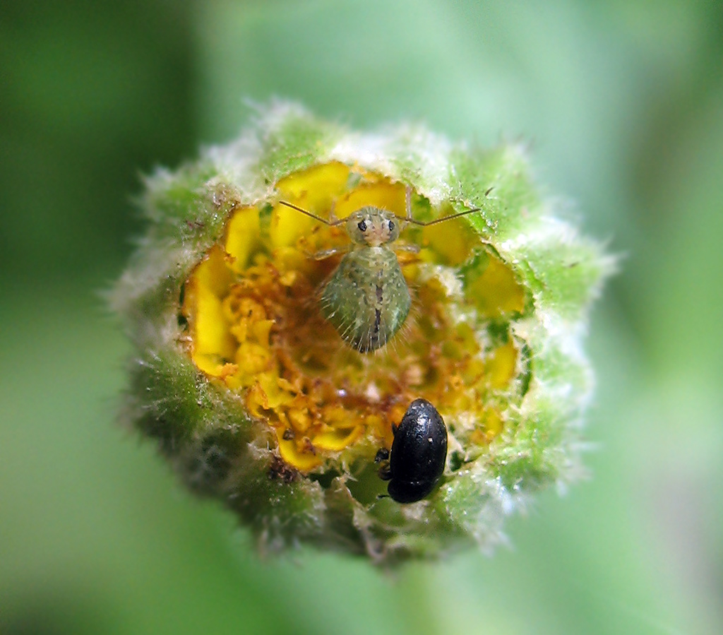 Collembola: Ptenothrix marmorata?