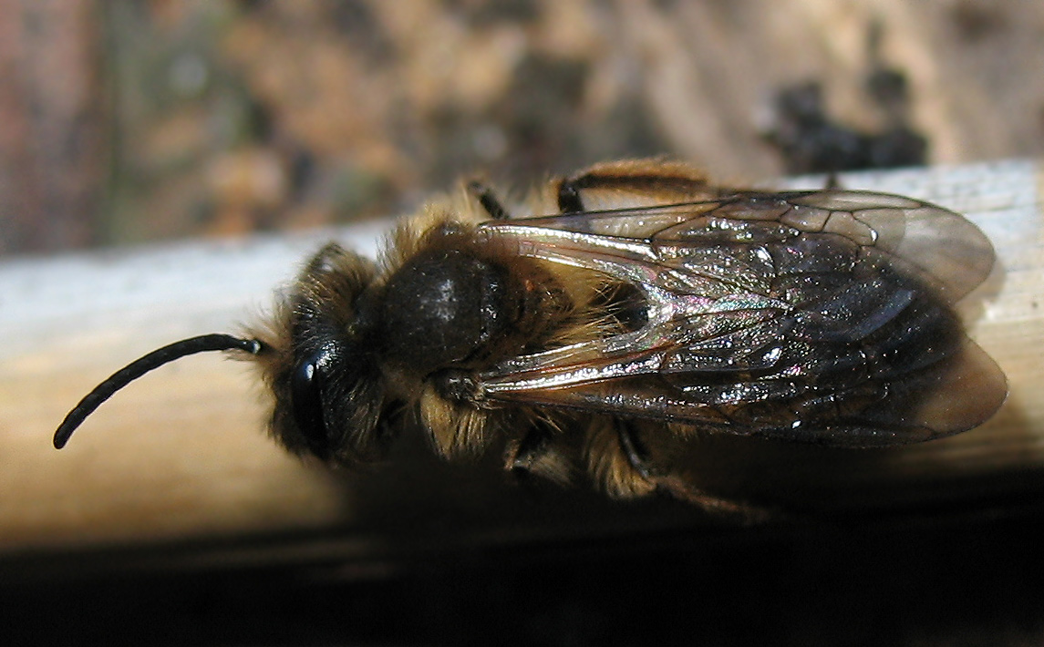 Halictus sp. ?  No, Andrena flavipes, maschio