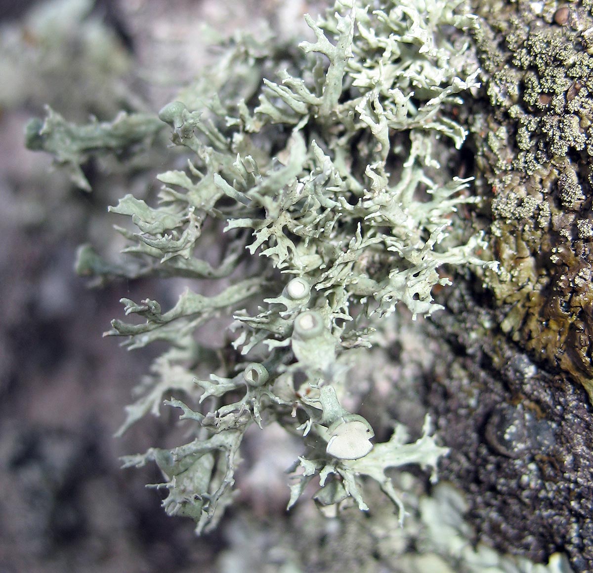 Ramalina cf. fastigiata