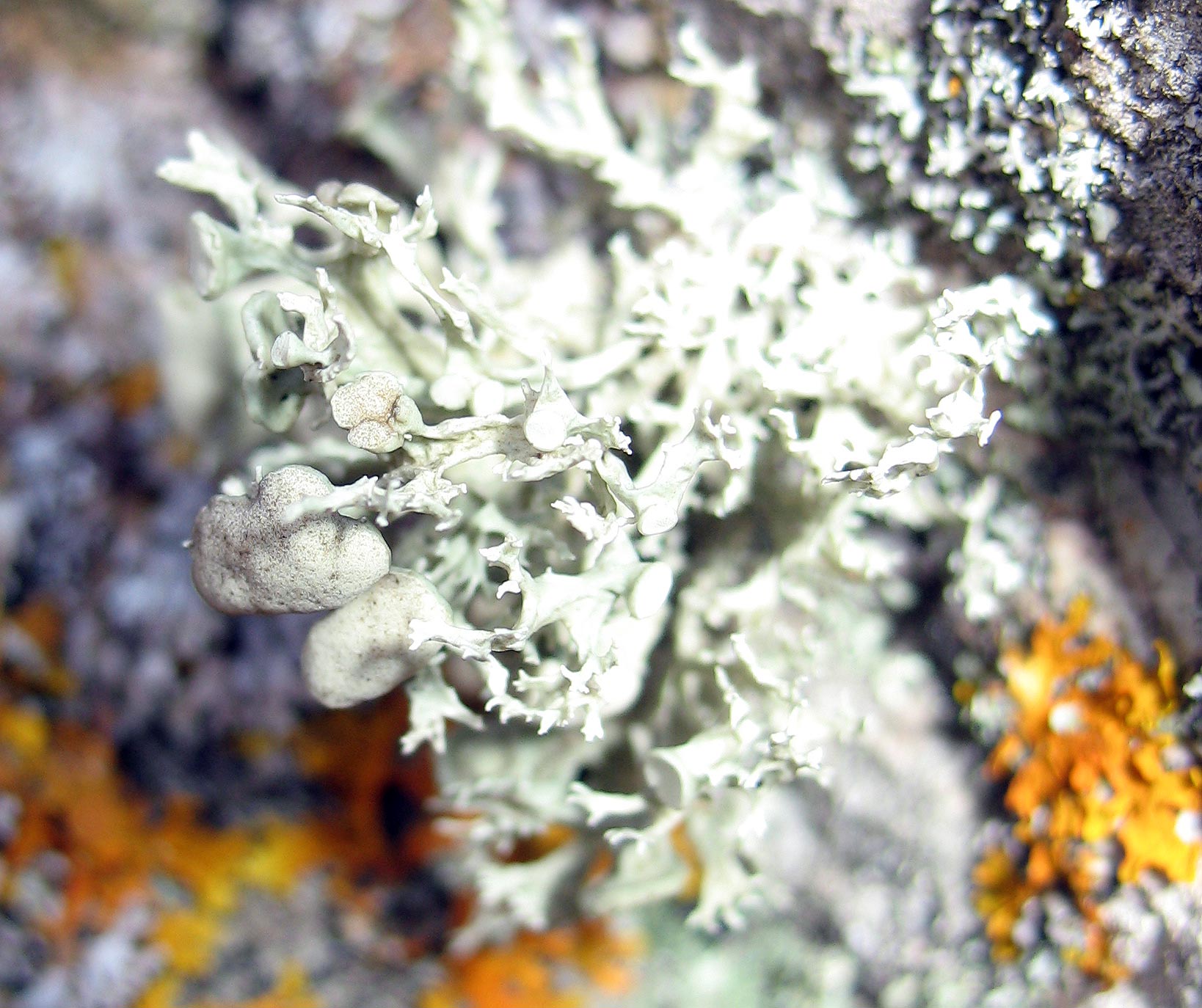 Ramalina cf. fastigiata