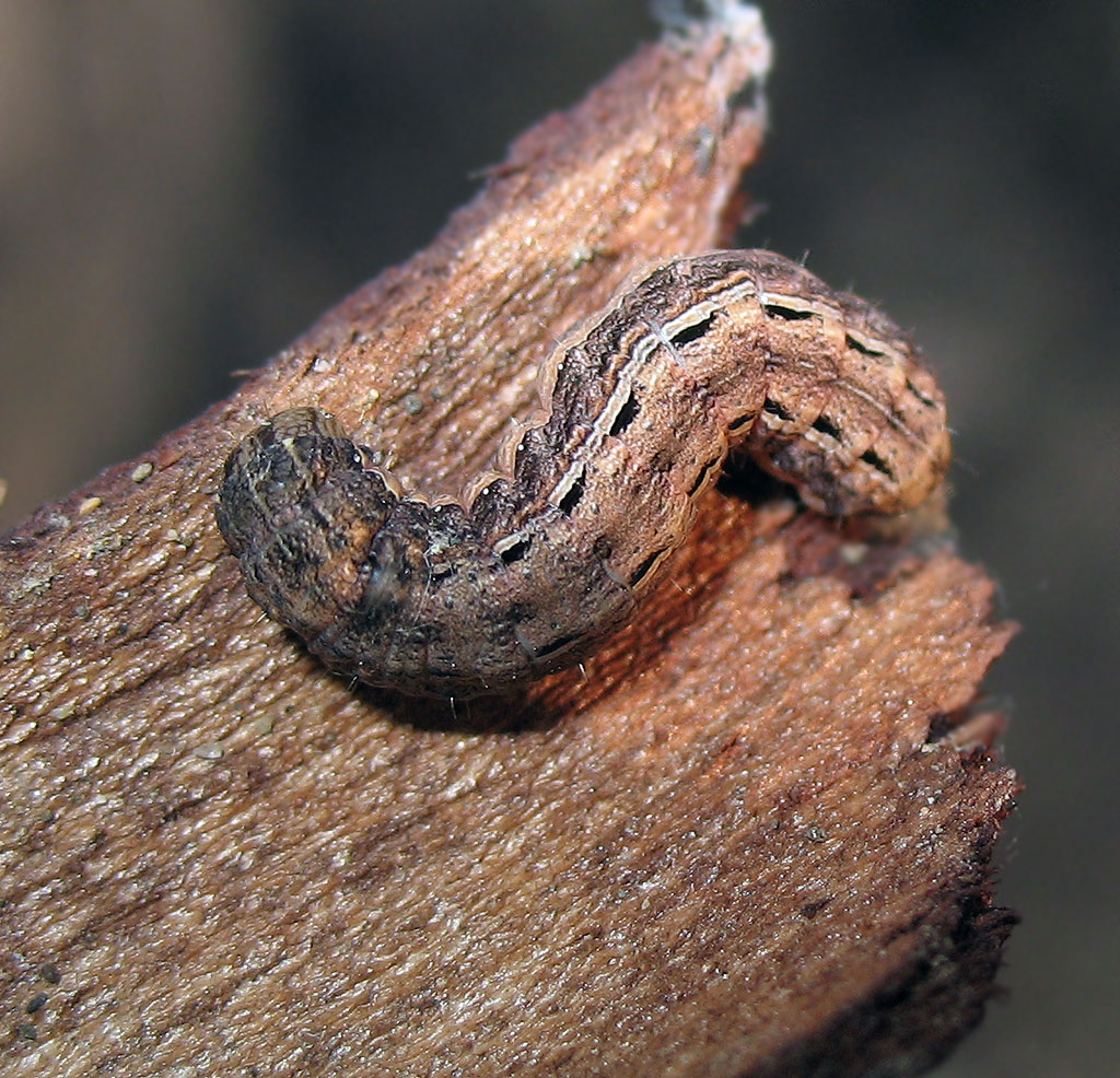 Bruco di Noctuidae?