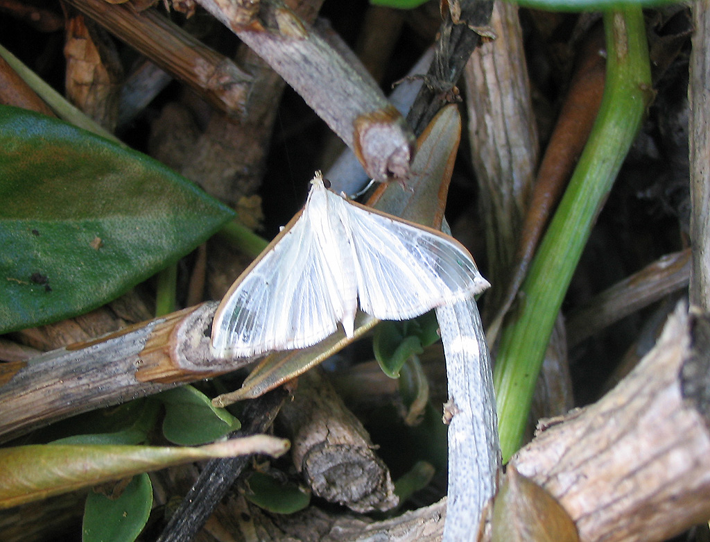 Palpita vitrealis