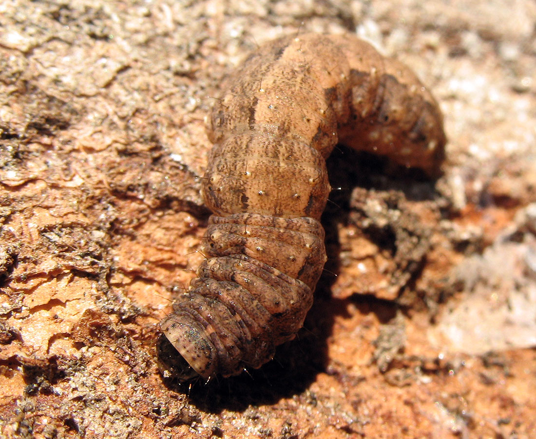 Bruco di Noctuidae?