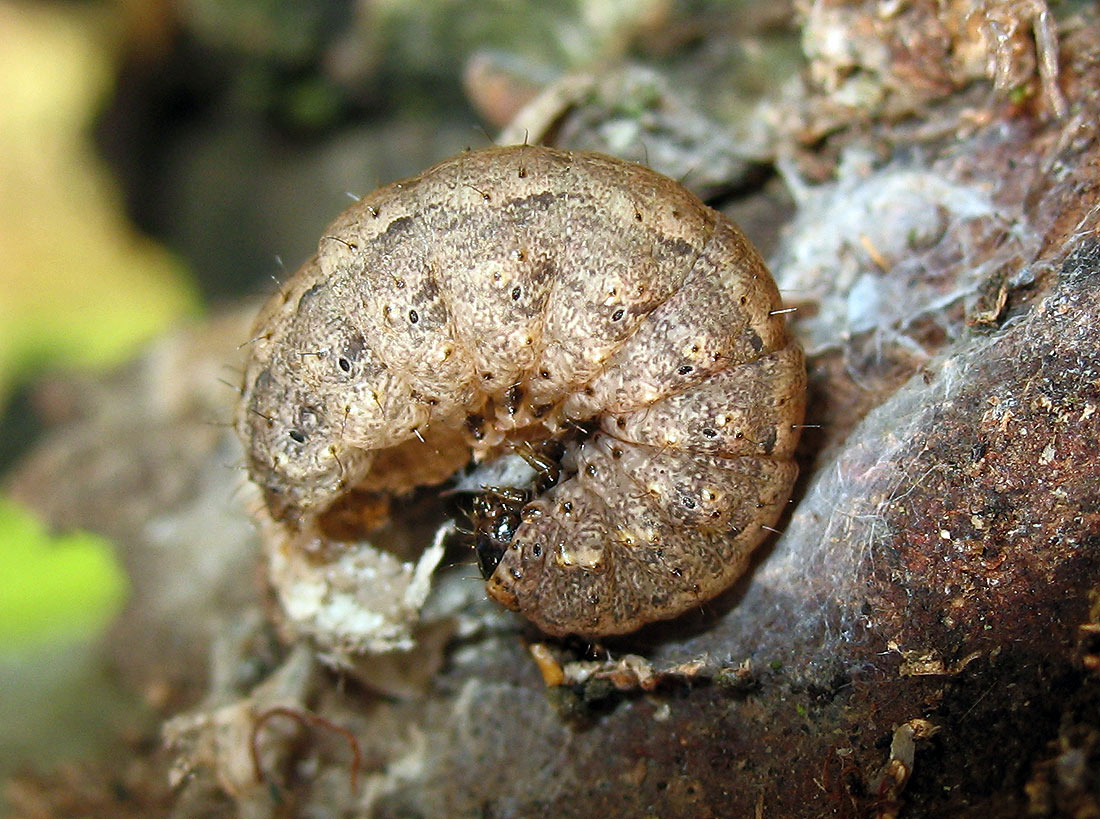 Bruco di Noctuidae?