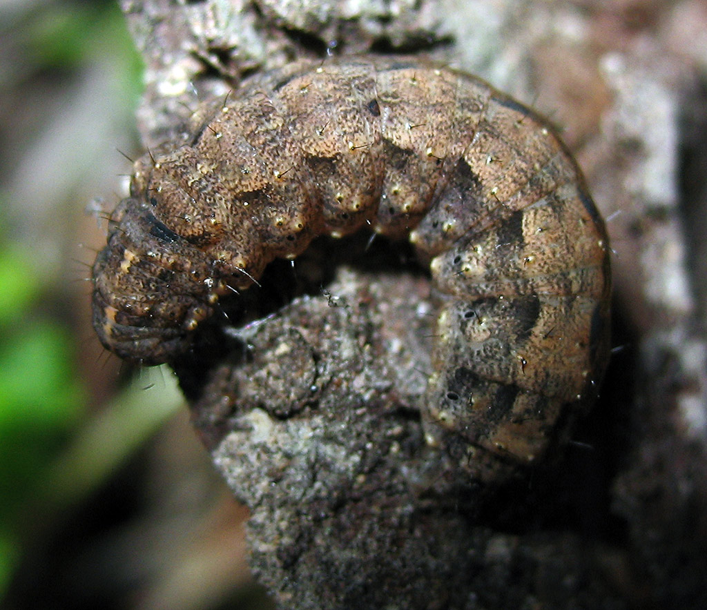 Bruco di Noctuidae?