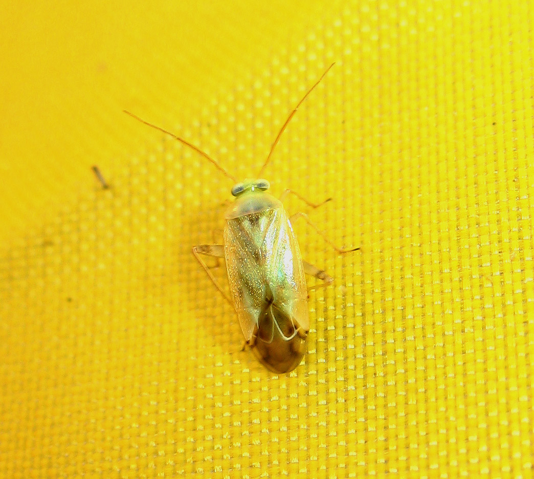 Miridae: Taylorilygus