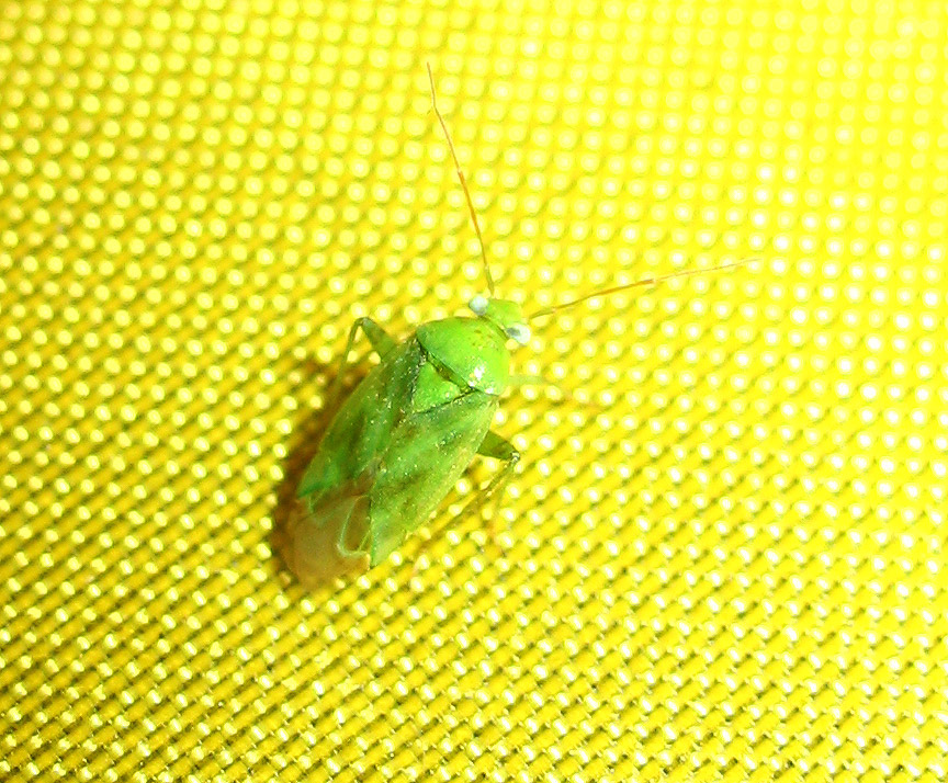 Miridae: Taylorilygus