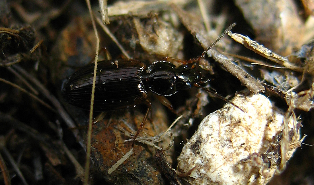 Carabidae: Olisthopus?