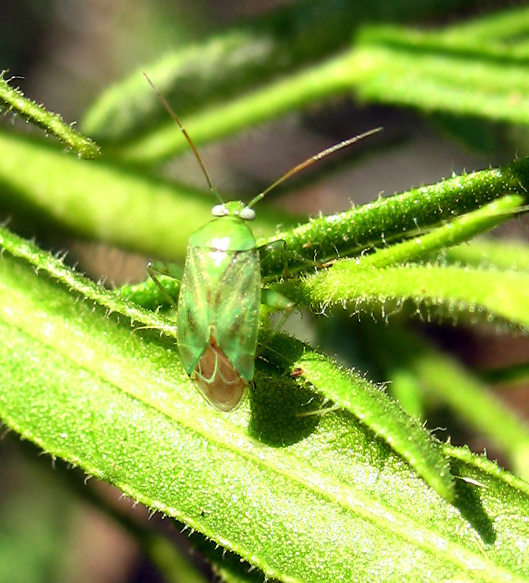 Miridae: Taylorilygus