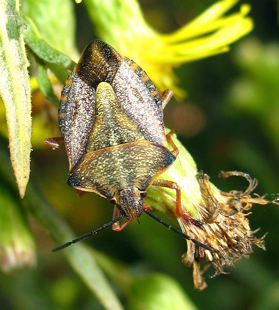 Carpocoris mediterraneus atlanticus