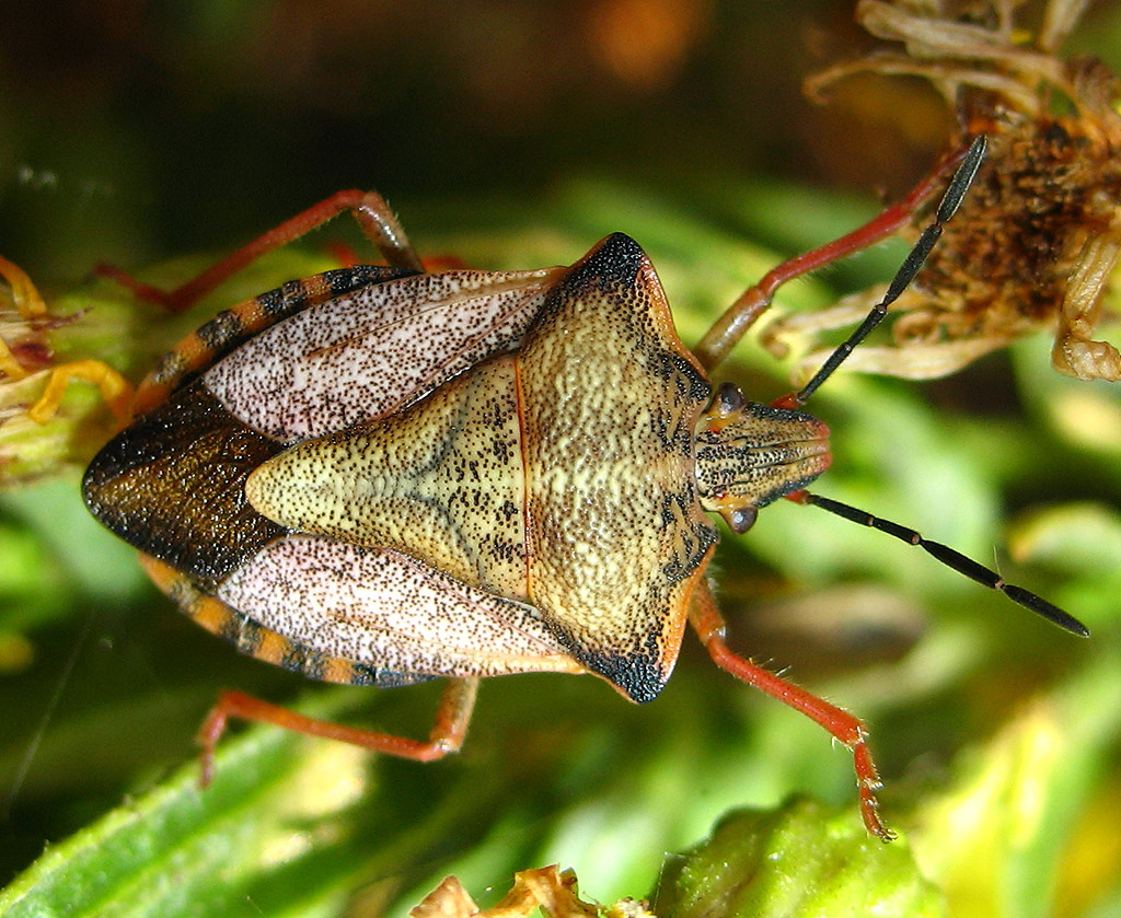 Carpocoris mediterraneus atlanticus