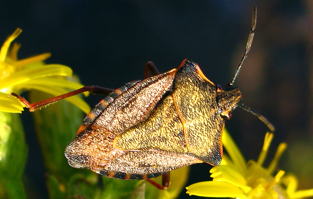 Carpocoris mediterraneus atlanticus