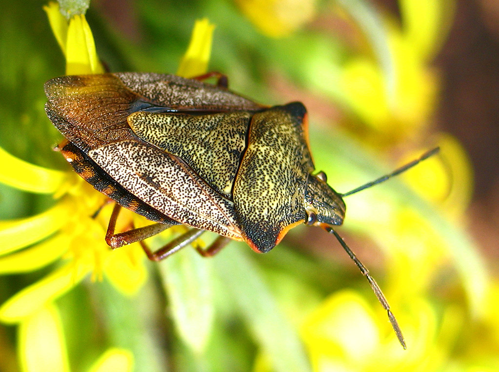 Carpocoris mediterraneus atlanticus