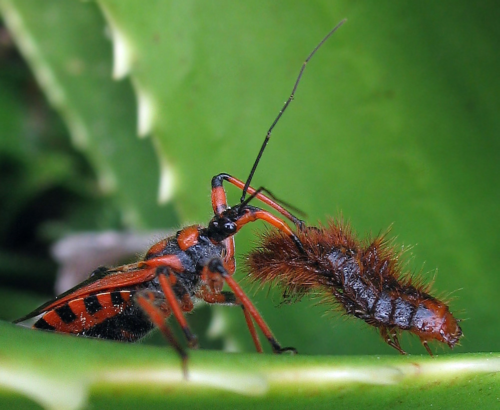 Larva di Drilidae (?)  e Rhynocoris cuspidatus