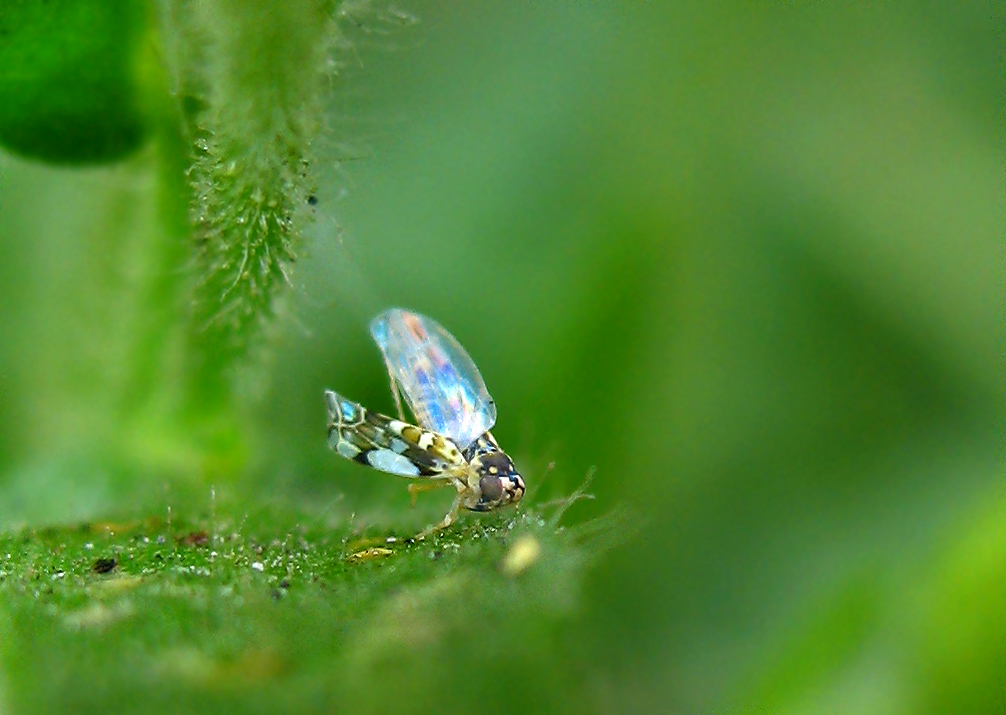 Tephritidae?