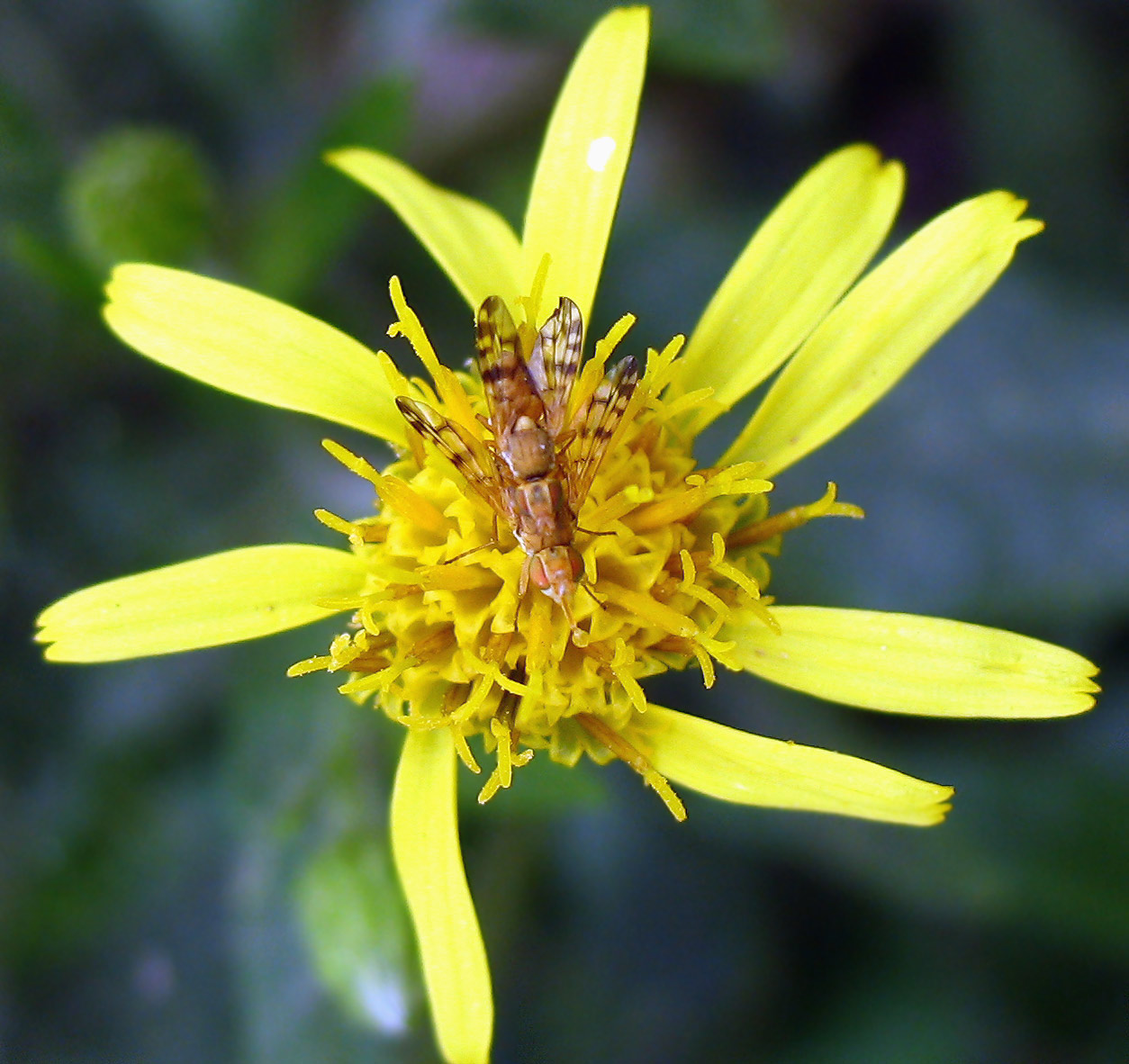 Tephritidae?