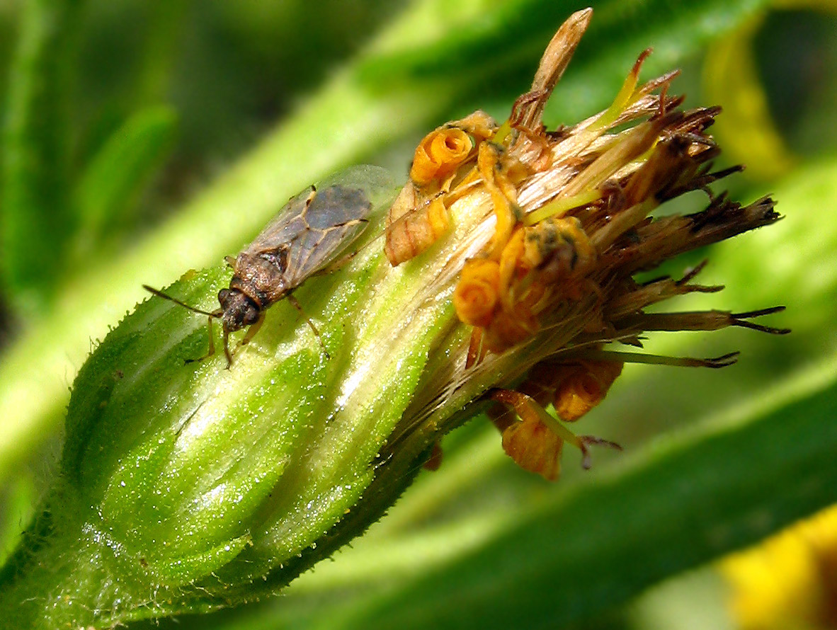 Liorhyssus hyalinus