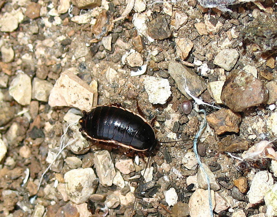 Loboptera decipiens (Germar 1817)