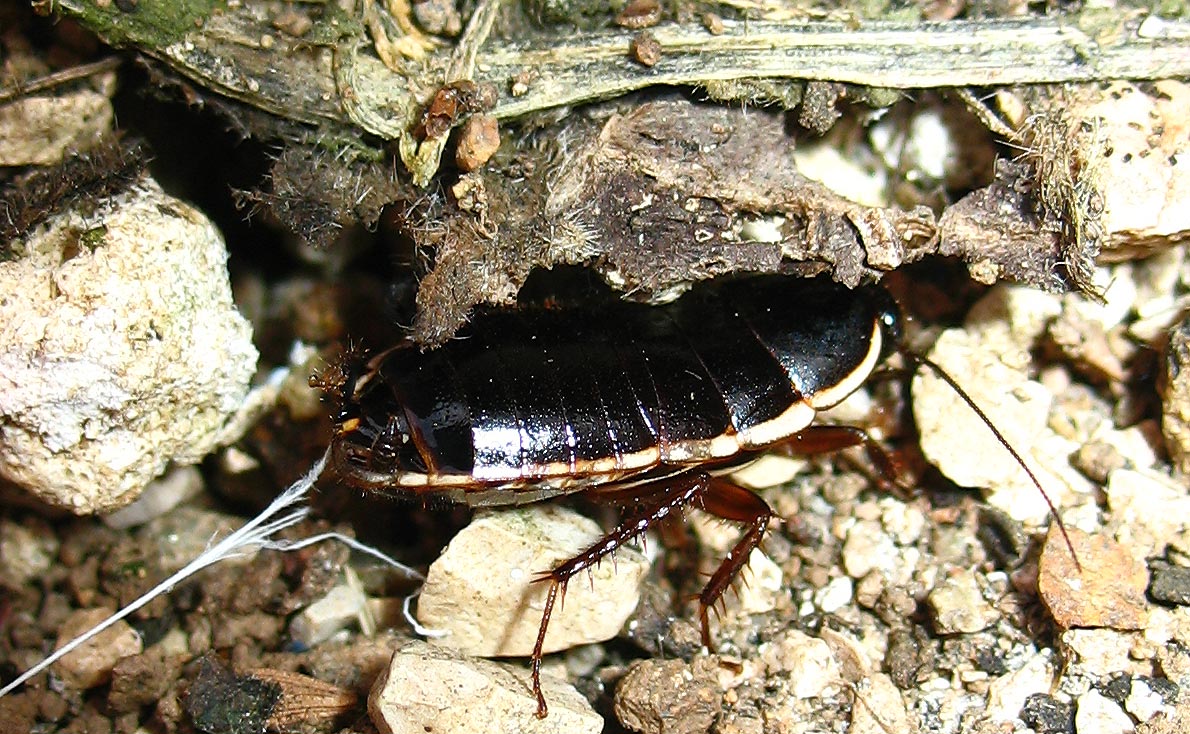 Loboptera decipiens (Germar 1817)