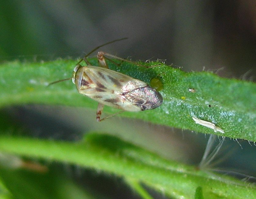 Miridae: Taylorilygus