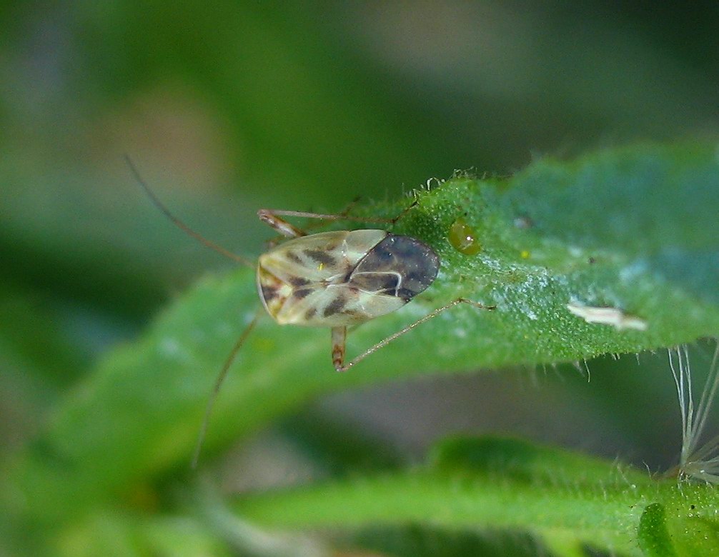 Miridae: Taylorilygus