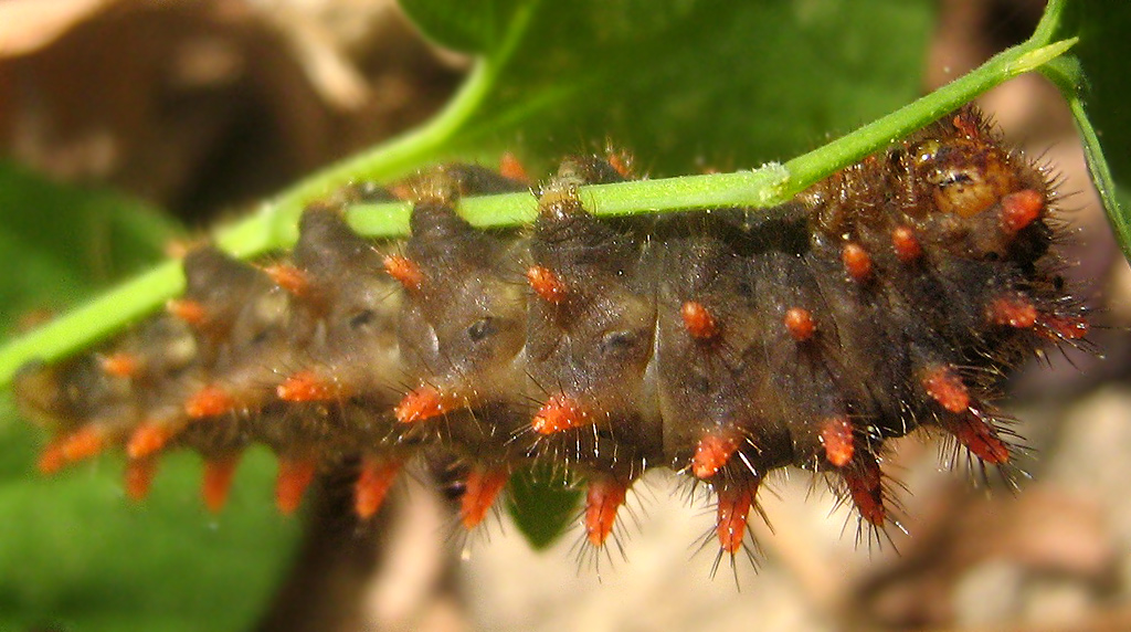 Bruco di Zerynthia cassandra