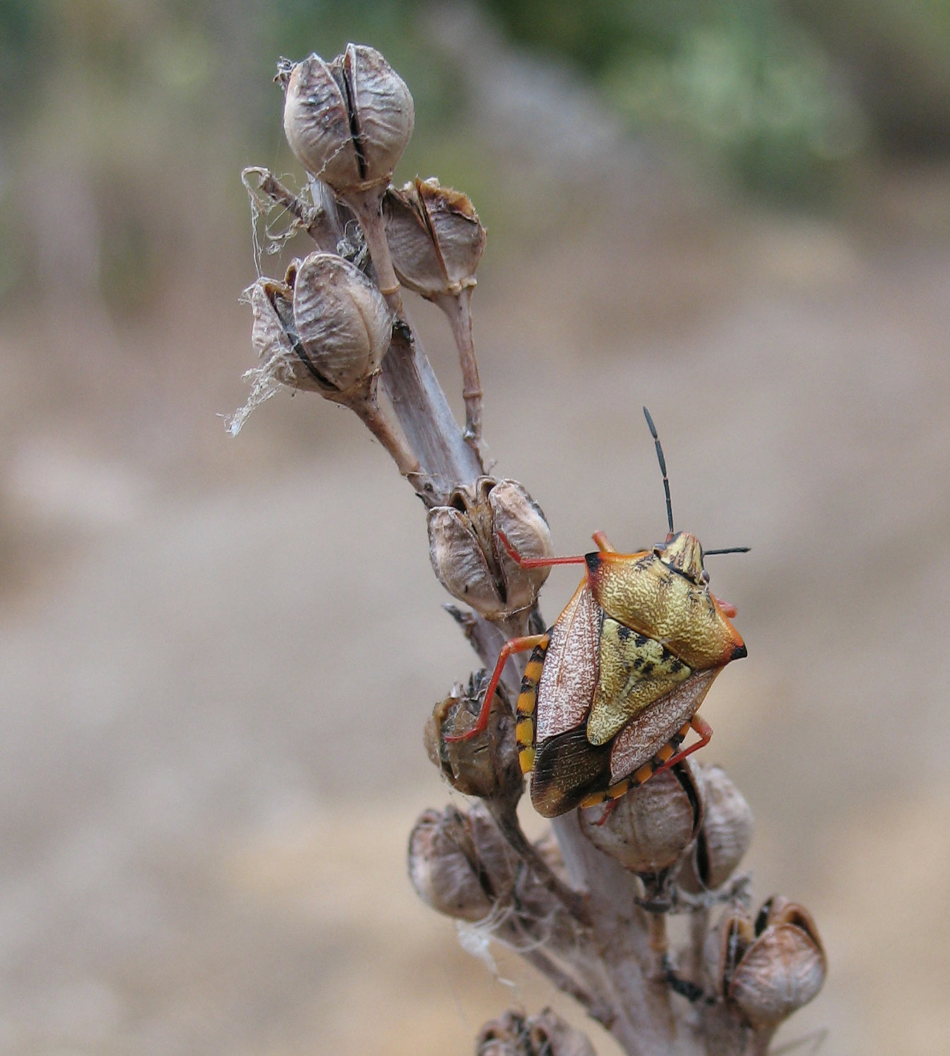 Carpocoris mediterraneus atlanticus