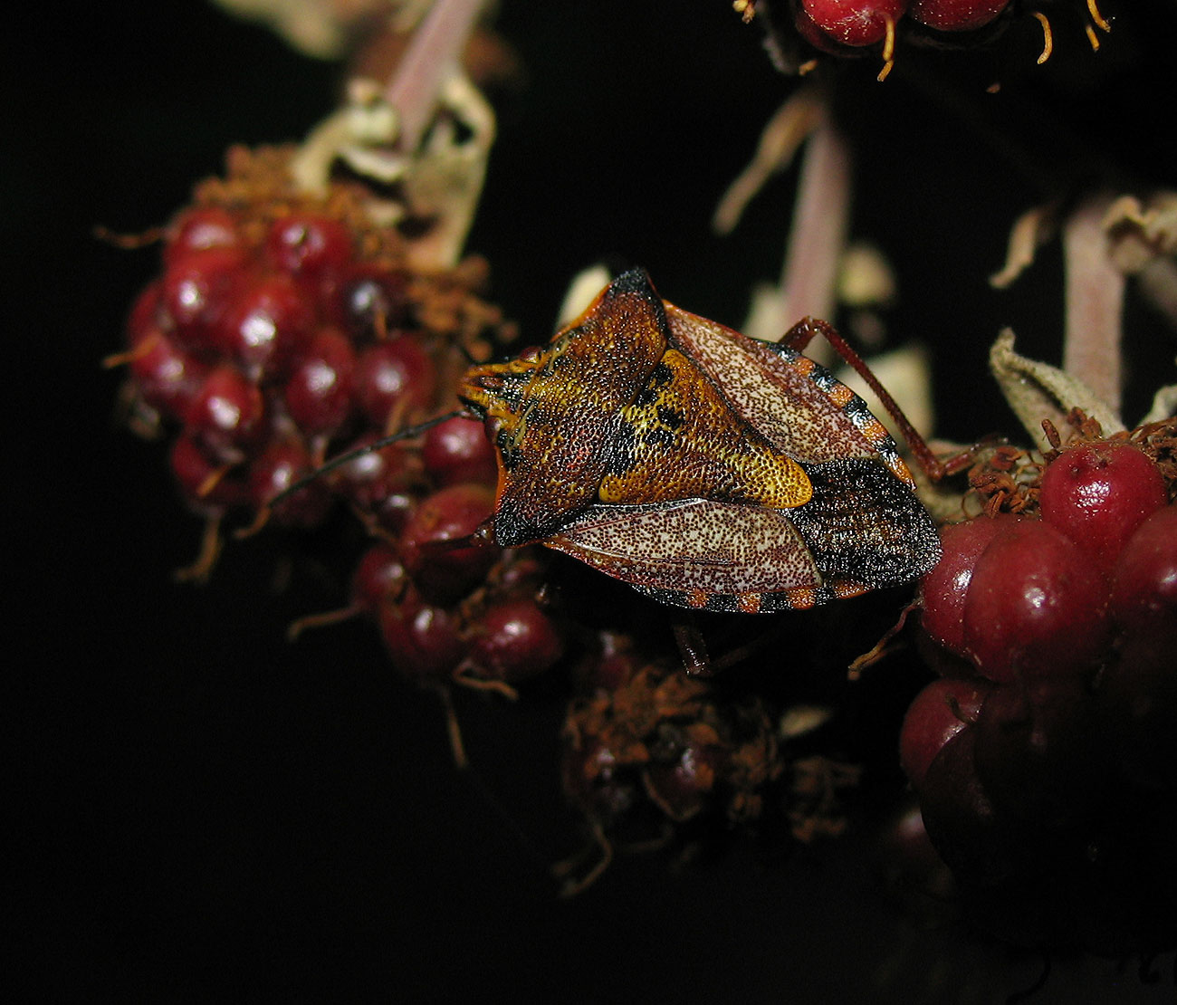 Carpocoris mediterraneus atlanticus