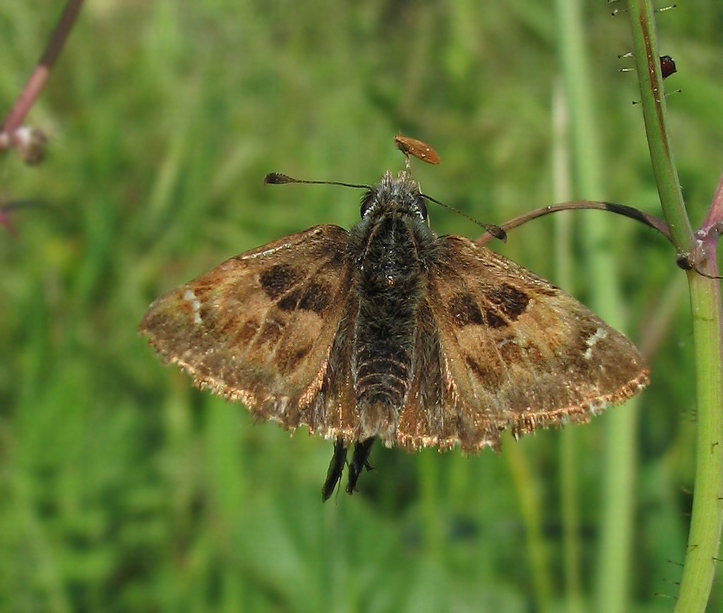 Carcharodus alceae?