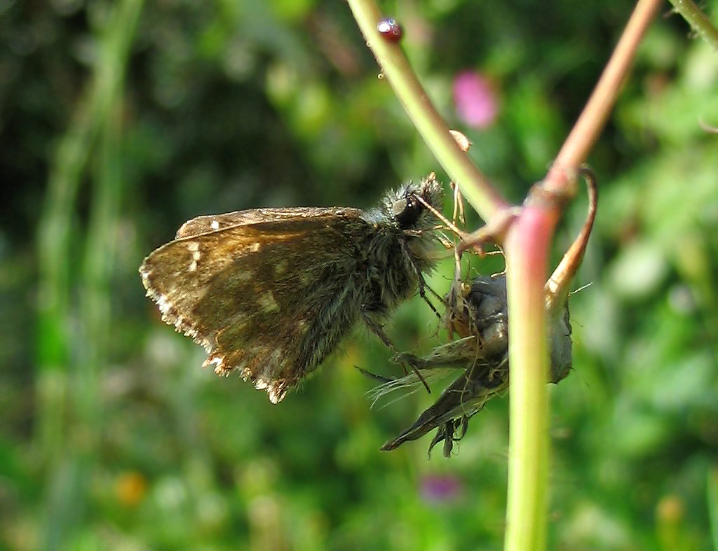 Carcharodus alceae?