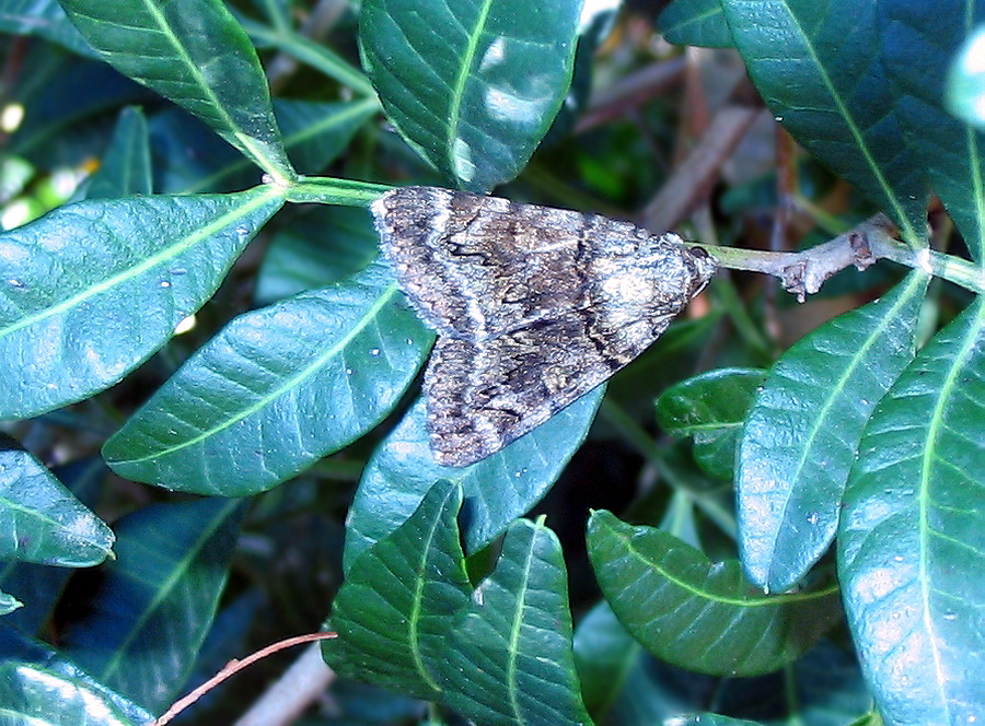 Catocala sp?