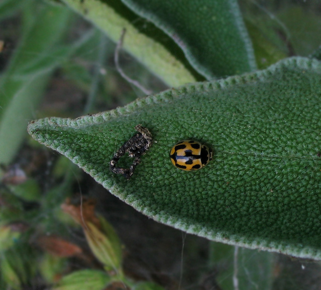 Mix di coccinelle: Propylea, Harmonia, Subcoccinella