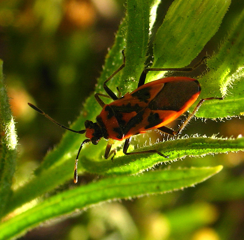 Ancora Corizus sp.