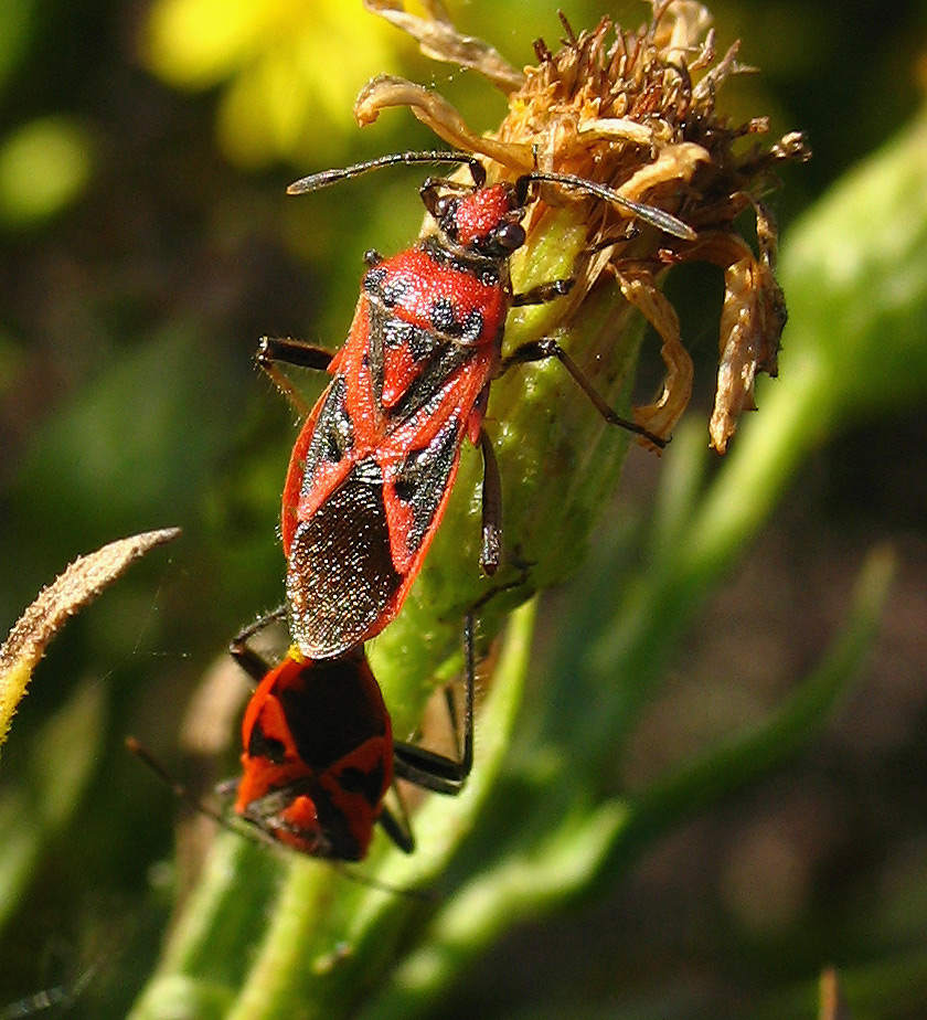 Ancora Corizus sp.