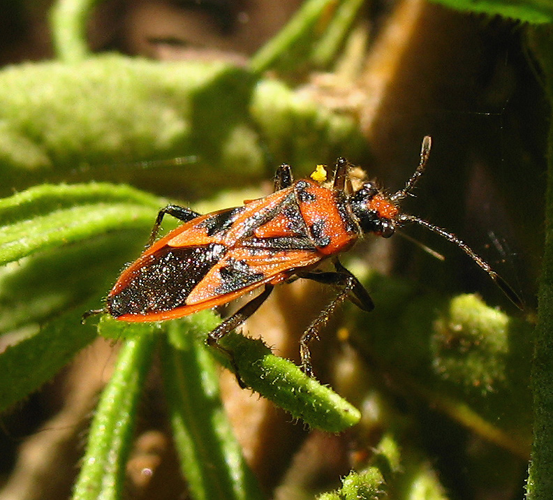 Ancora Corizus sp.